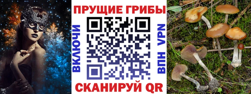 Псилоцибиновые грибы Psilocybine cubensis  Белинский 